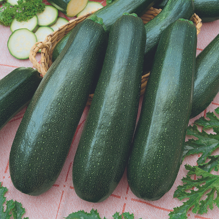 Courgette Plant 'Ambassador'