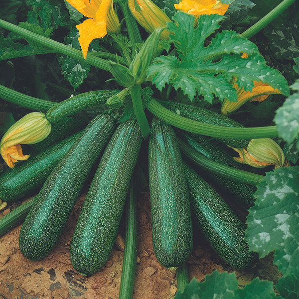 Courgette Plant 'Ambassador'