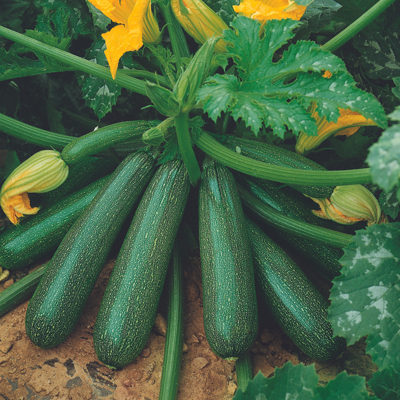 Courgette 'Ambassador' 13cm Plant Buy Courgette Plants Online