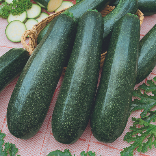 Courgette 'Ambassador' 13cm Plant Buy Courgette Plants Online
