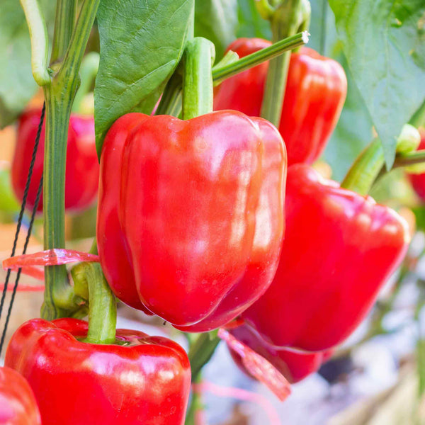 Sweet Pepper Plant 'Red Star'