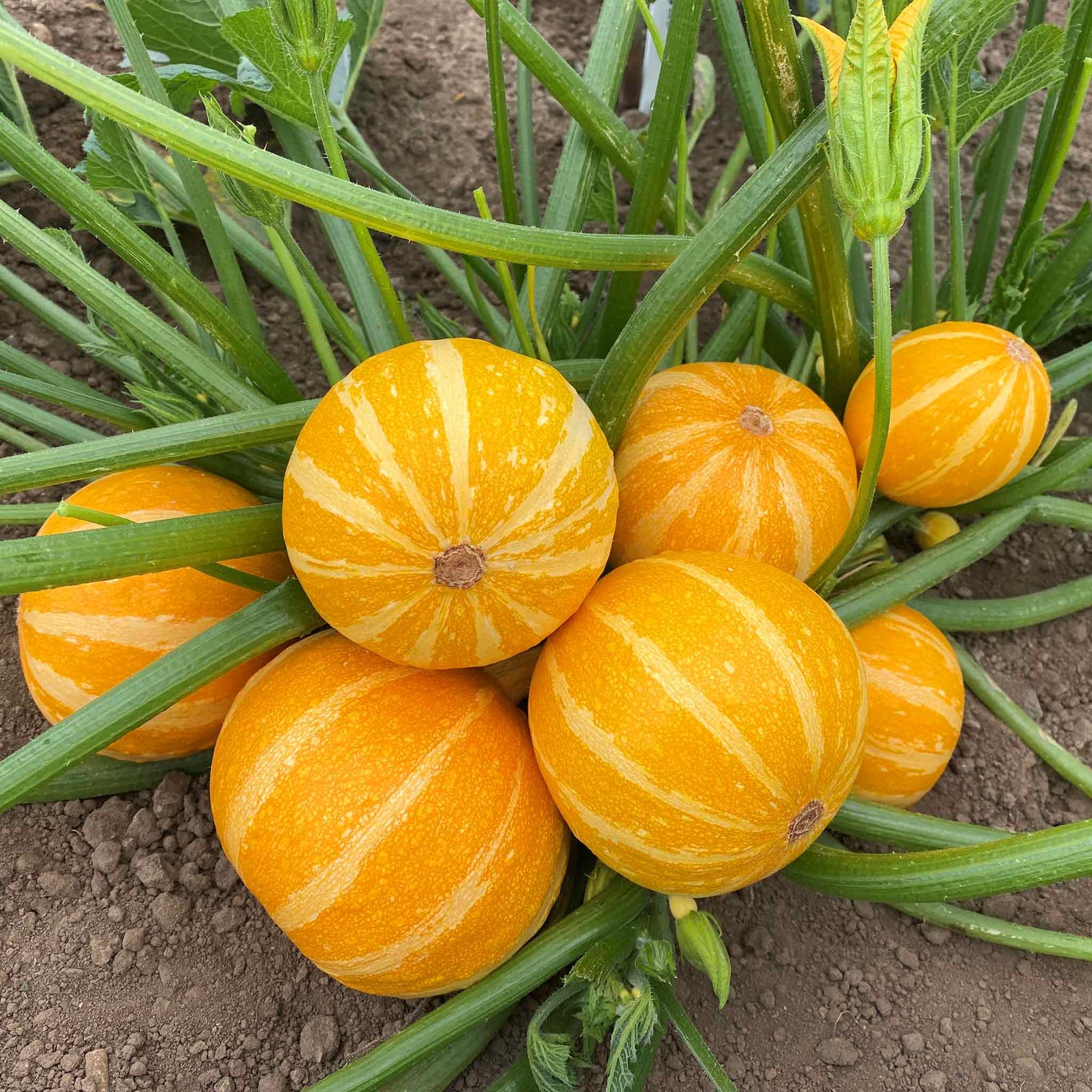 Courgette Summer Holiday Plugs Buy Courgette Plants Online