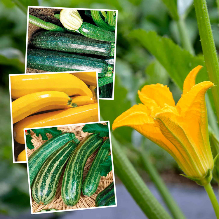 Courgette Packaged Courgette Collection | Marshalls Garden