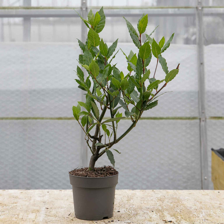 bay tree indoor plant Kitchen Bay Tree - 14cm Pot