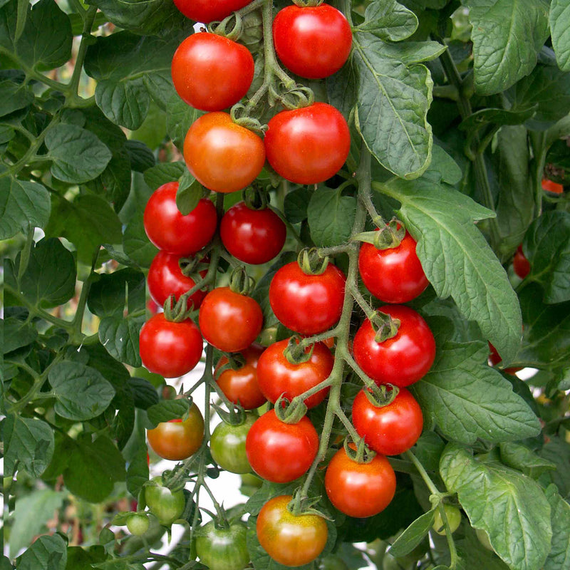 Grafted Cordon Tomato Plant 'Shirley'