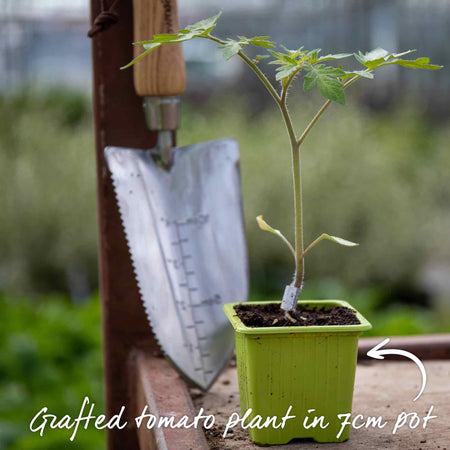 Grafted Cordon Tomato Plant 'Shirley'