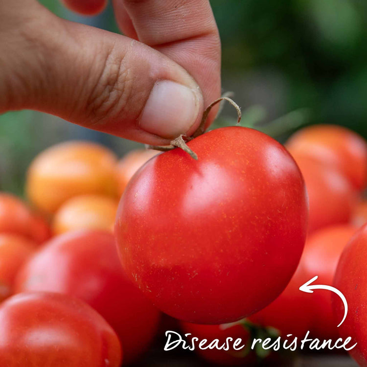 Grafted Cordon Tomato Plant 'Shirley'