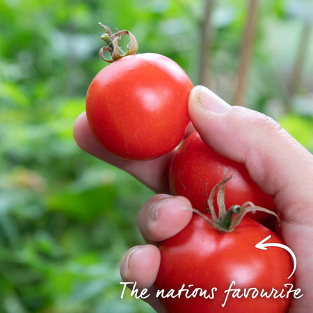 Grafted Cordon Tomato Plant 'Shirley'