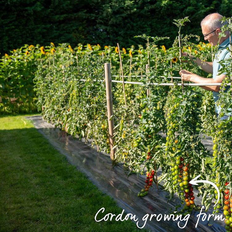 Grafted Cordon Tomato Plant 'Shirley'