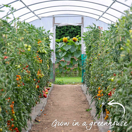 Grafted Cordon Tomato Plant 'Shirley'