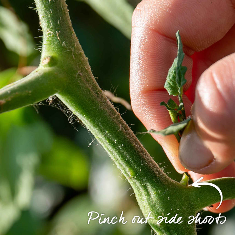 Grafted Cordon Tomato Plant 'Shirley'