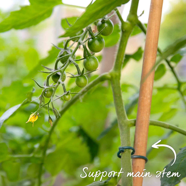 Grafted Cordon Tomato Plant 'Shirley'