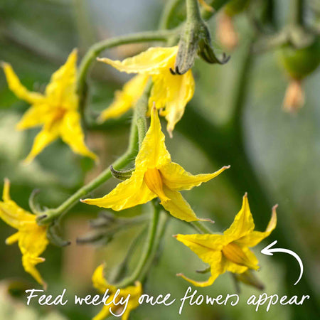 Grafted Cordon Tomato Plant 'Shirley'