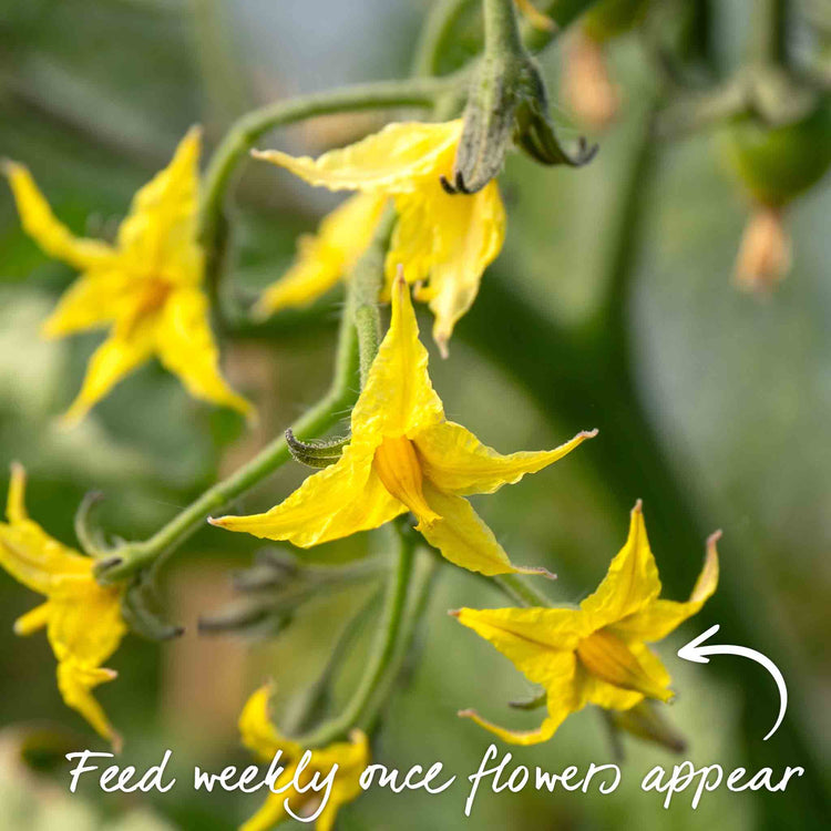 Grafted Cordon Tomato Plant 'Shirley'