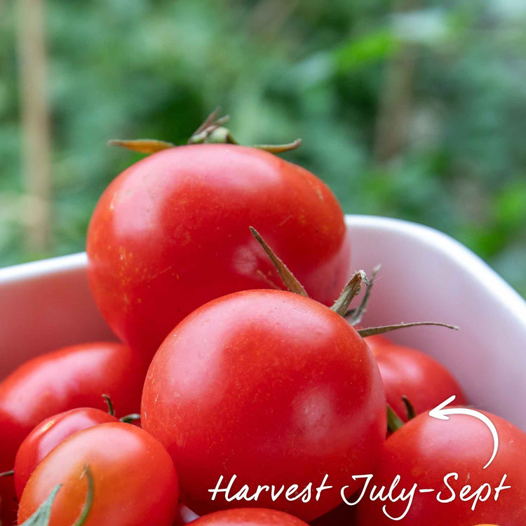 Grafted Cordon Tomato Plant 'Shirley'