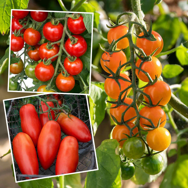 Grafted Cordon Tomato Plant Taster Pack