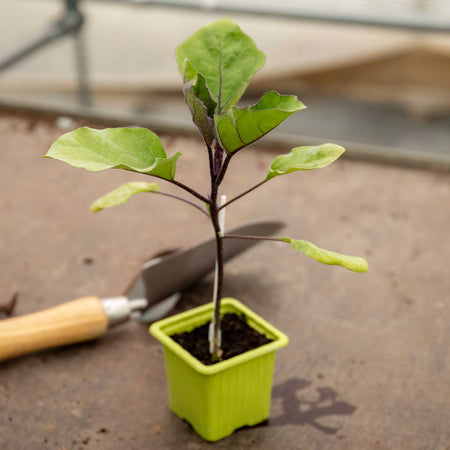 Grafted Aubergine Plant 'Moneymaker'