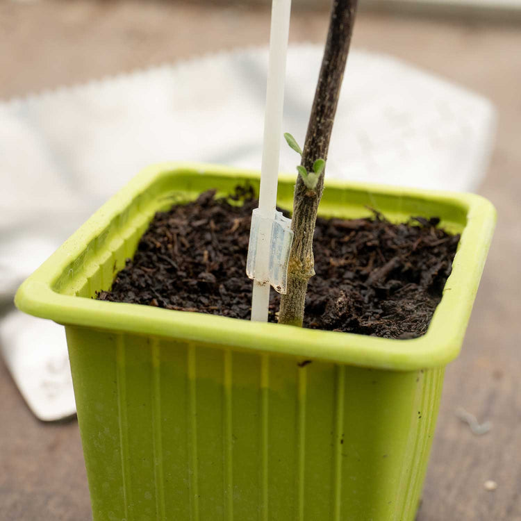 Grafted Aubergine Plant 'Moneymaker'