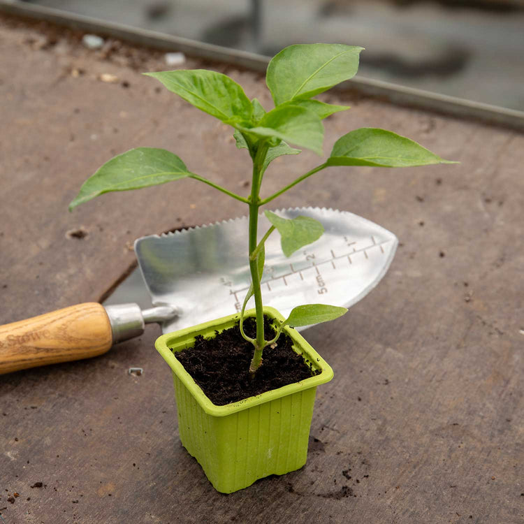 Grafted Pepper Plant 'Bendigo'