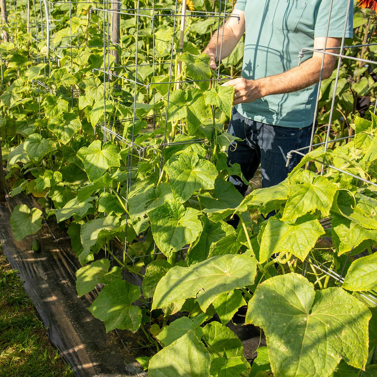 Cucumber 'Carmen' 3 x 13cm Plants Buy Cucumber Plants Online