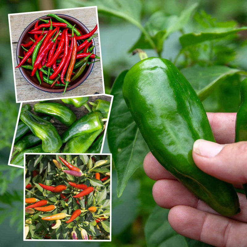 Chilli Plant Collection 'Balcony'