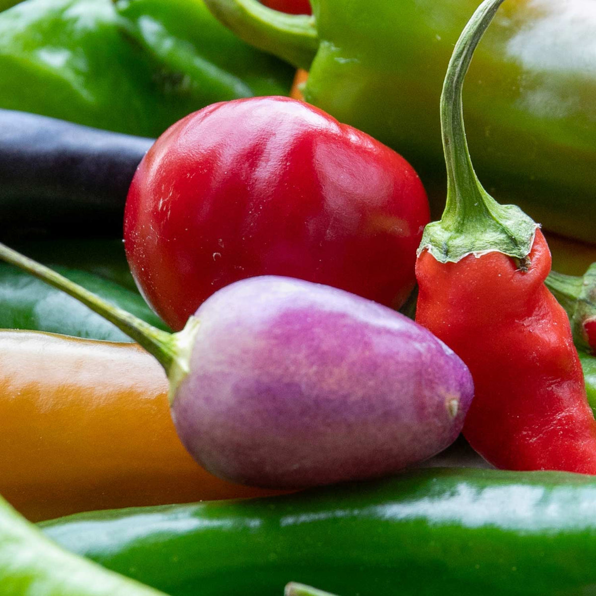 Chilli Pepper 'Spangles' 9cm Plants Late June Despatch Buy Chilli