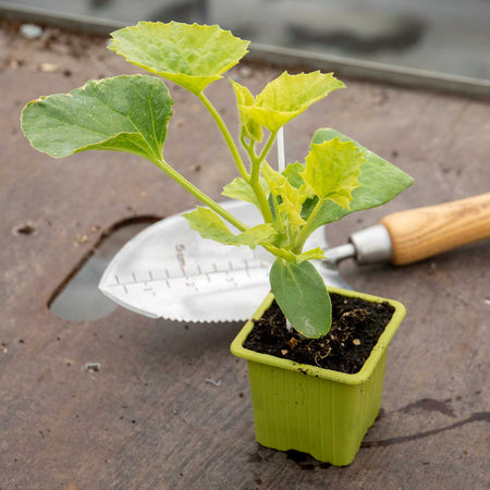 Grafted Melon Plant 'Mangomel'