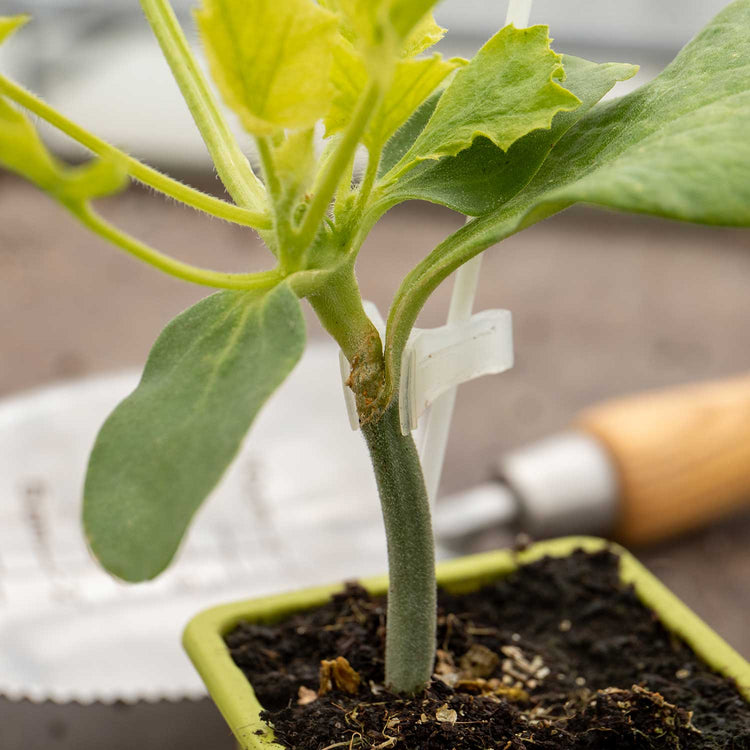 Grafted Melon Plant 'Mangomel'