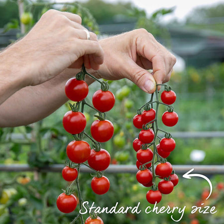 Grafted Cordon Tomato Plant 'Gardeners Delight'