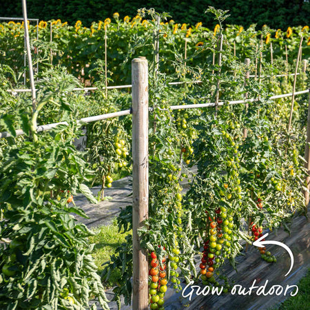 Grafted Cordon Tomato Plant 'Gardeners Delight'