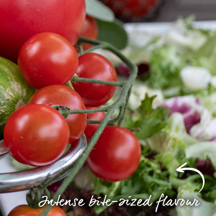 Grafted Cordon Tomato Plant 'Gardeners Delight'