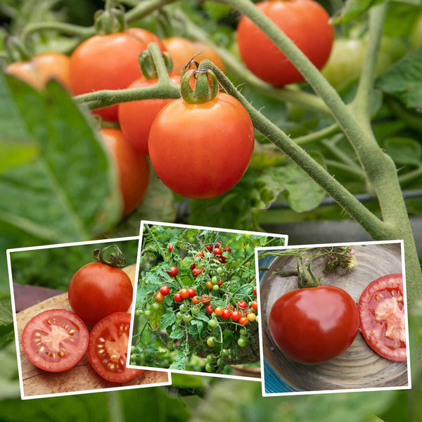 Grafted Tomato Plant 'Blight Resistant Collection'