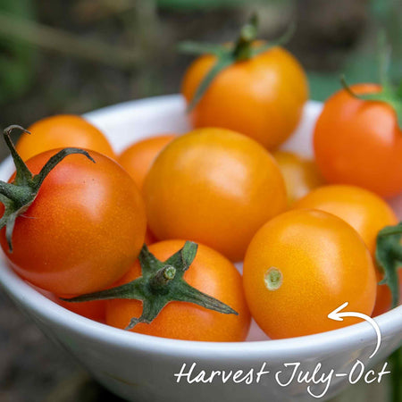 Tomato Seeds Cordon 'Sungold' F1