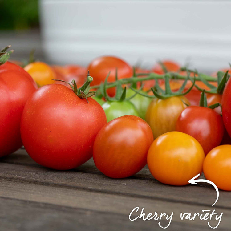 Cordon Tomato Plant 'Sungold'