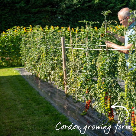 Tomato Seeds Cordon 'Sungold' F1