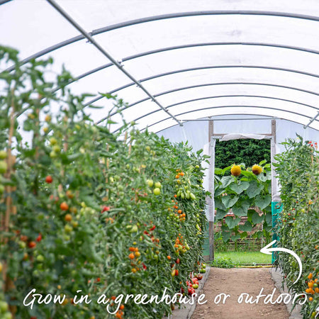 Tomato Seeds Cordon 'Sungold' F1