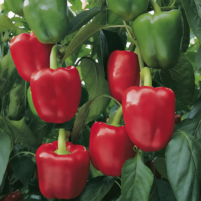 Grafted Pepper Plant 'Bendigo'