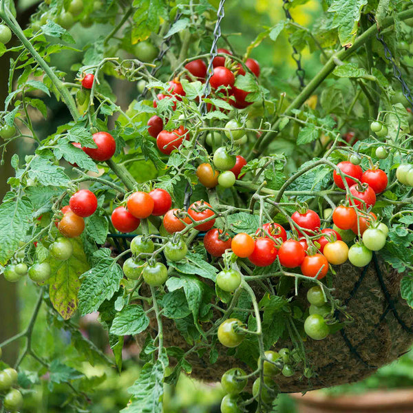 Grafted Bush Tomato Plant 'Lizzano'