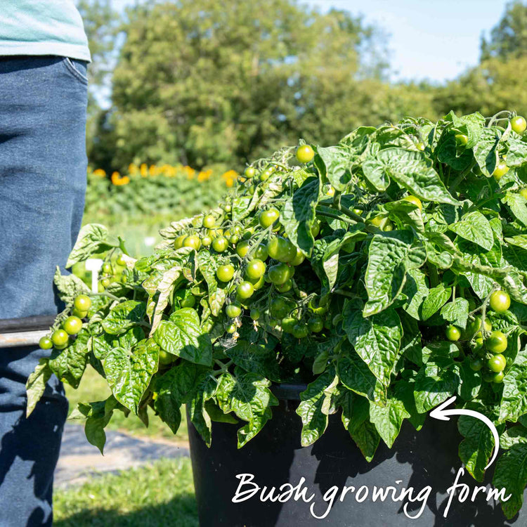 Grafted Bush Tomato Plant 'Lizzano'