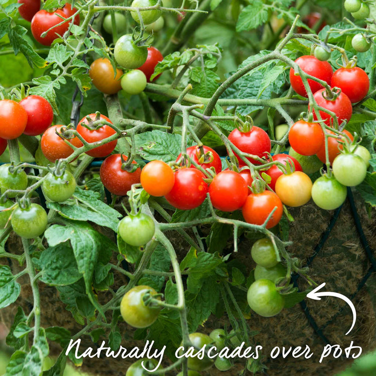 Grafted Bush Tomato Plant 'Lizzano'