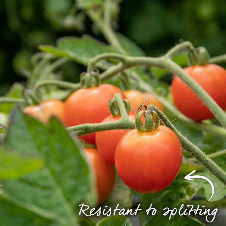 Grafted Bush Tomato Plant 'Lizzano'