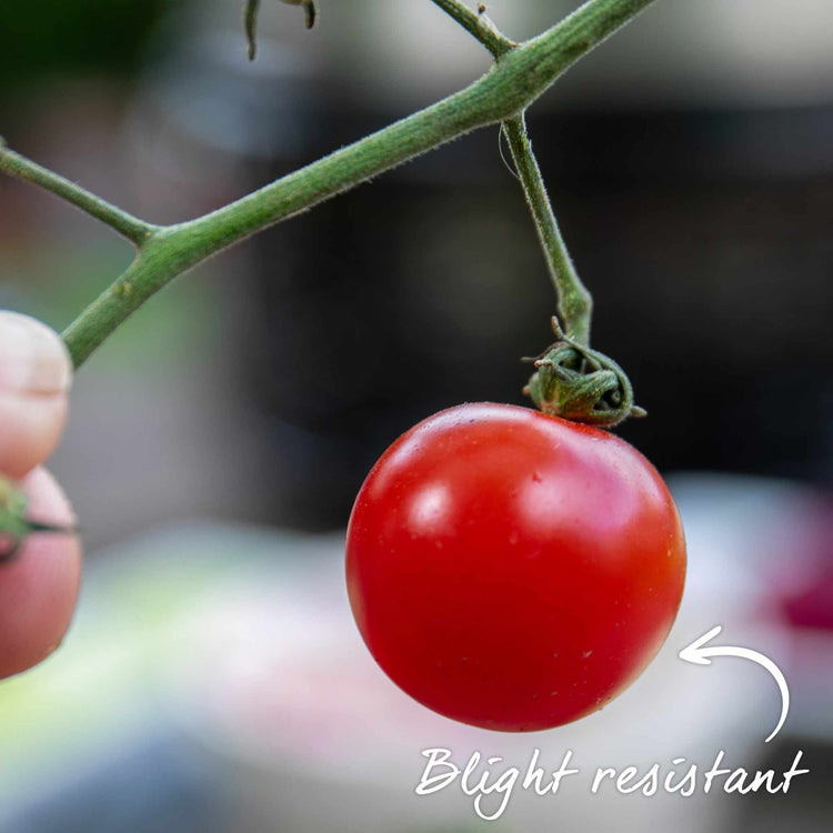 Grafted Bush Tomato Plant 'Lizzano'