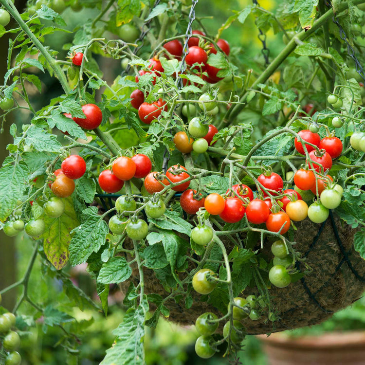 Grafted Cordon Tomato Plant Taster Pack