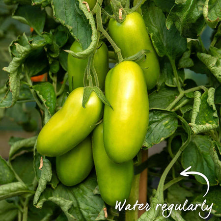 Grafted Cordon Tomato Plant 'Pozzano'