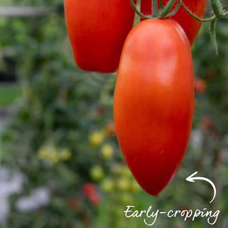 Grafted Cordon Tomato Plant 'Pozzano'