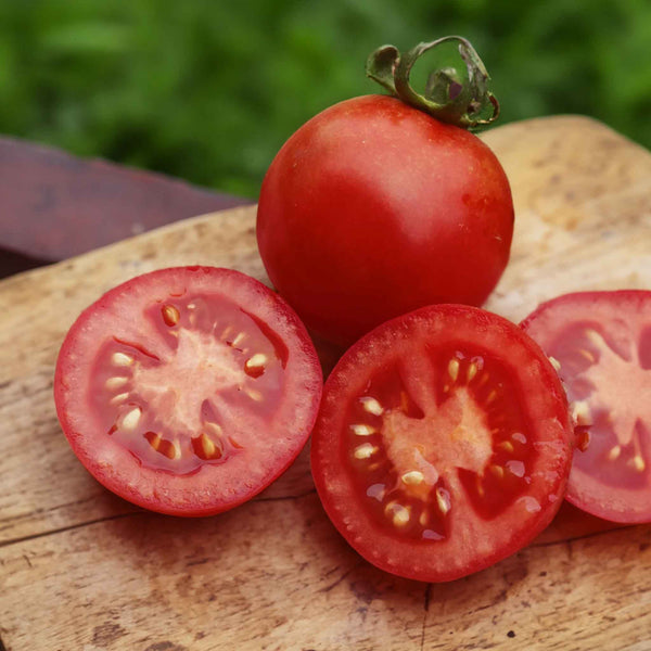 Grafted Cordon Tomato Plant 'Resibella'