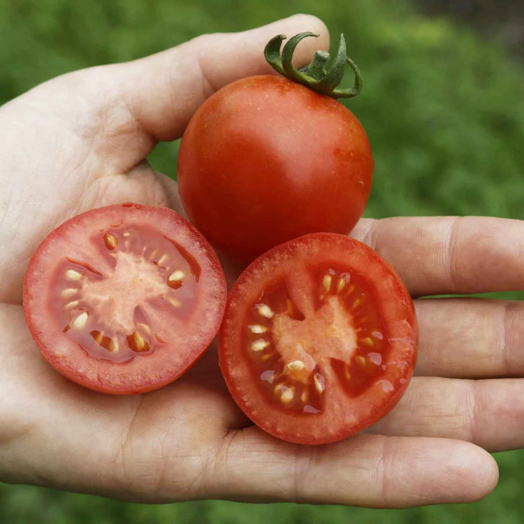 Grafted Tomato Plant 'Blight Resistant Collection'