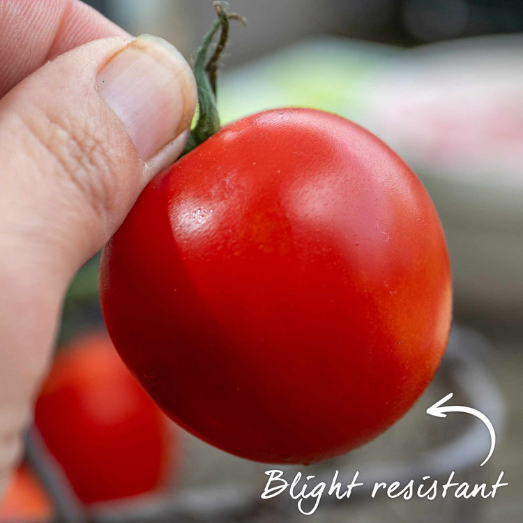 Bella Rondo Grafted Cordon Tomato Plant 'Rondobella' | Marshalls Garden