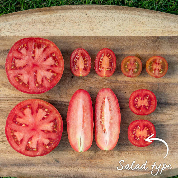 Grafted Cordon Tomato 'Rondobella'