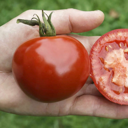 Grafted Tomato Plant 'Blight Resistant Collection'